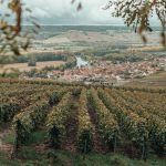 Vineyard Vibes: Crafting The Ideal Atmosphere For Wine And Dine Evenings